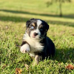 Colby - Black tri-color male Australian Shepherd puppy in Beaverdam, Virginia from Cimmarun Farm Aussies