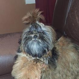 Brandi - Red and white female Shih Tzu puppy in Birmingham, Alabama from K&D kennels