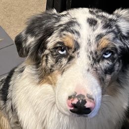 Blu - Australian Shepherd puppy in Tulsa, Oklahoma from Lucky Penny Aussies and Lucky Penny Transport
