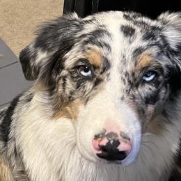 Blu - Australian Shepherd puppy in Tulsa, Oklahoma from Lucky Penny Aussies and Lucky Penny Transport