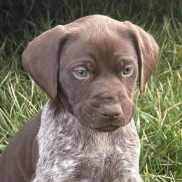 German Shorthaired Pointers from Carr's German Shorthair Pointer Pups