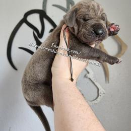 Blue Collar - Blue male Great Dane puppy in Alton, Illinois from Show Me Great Danes and Basset Hounds