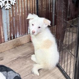 Thumbelina - White and gold female Border Collie puppy in Guffey, Colorado from Sunset Ridge