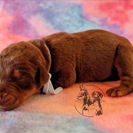 Female 2 - Grey Collar - Red and rust female Doberman Pinscher puppy in Spencer, Indiana from Jackson's Dobermans