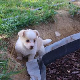 Purple - Red and white female Cardigan Welsh Corgi puppy in Pilot, Virginia from Katie's Corgis - VKM Farmstead