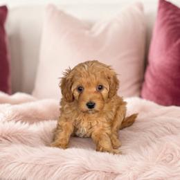 Winnie - Red female Maltipoo puppy in St. George, Utah from Winchester Hills Poodles and Doodles