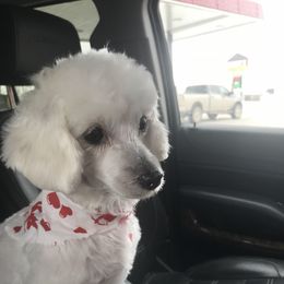 Elsie - Morkie