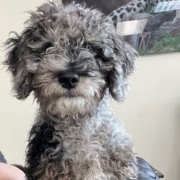 Aussiedoodle Puppies from Color Country Doodles