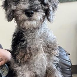 Aussiedoodle Puppies from Color Country Doodles