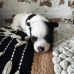 Tristan - Chocolate and white male Chihuahua puppy in Tyner, North Carolina from Hawk's Eye Homestead