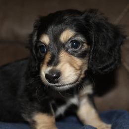 Dachshund Puppies from 3B Doxies
