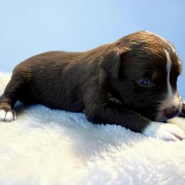 Tempo - Red tri-color male Australian Shepherd puppy in Statesville, North Carolina from Charming Australian Shepherds