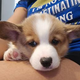 Frosty - Red male Pembroke Welsh Corgi puppy in Palm Bay, Florida from Space Coast Corgi