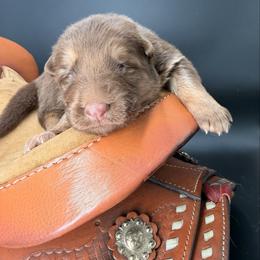 Truce - Liver female German Shepherd puppy in Lebanon County, Pennsylvania from Regalimage