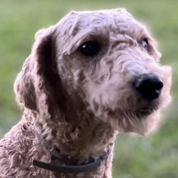 Aussiedoodles, Goldendoodles, and Poodles from Wonder Poodles and Doodles