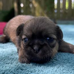Female 1 - Chocolate and tan female Shih Tzu puppy in Mobile, Alabama from FluffyTail Shih Tzu