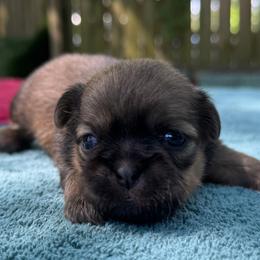 Female 1 - Chocolate and tan female Shih Tzu puppy in Mobile, Alabama from FluffyTail Shih Tzu