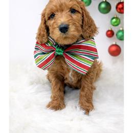 Wilbur - Red  male Goldendoodle puppy in State Road, North Carolina from Must Love Doodles