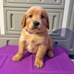 Harlow - Golden Golden Retriever puppy in Sedalia, Missouri from Bee’s Retrievers