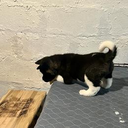 2  Dots - Black female Akita puppy in Coalport, Pennsylvania from After Midnight Akitas