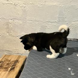 2  Dots - Black female Akita puppy in Coalport, Pennsylvania from After Midnight Akitas