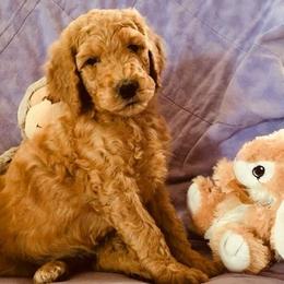 Goldendoodles from Boulder Mountain Doodles