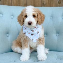 Rose - Girl 1 - Red female Bernedoodle puppy in Bellville, Ohio from Bernedoodle Buddies