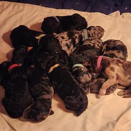 Goldendoodle puppies from Southern Goldendoodles