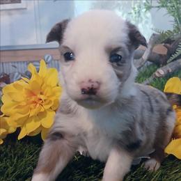 Moonlight - Blue merle female Miniature Australian Shepherd puppy in Penn Valley, California from Ghostfire Mini Aussies