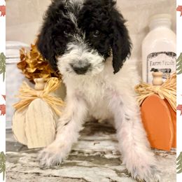 George - Parti male Goldendoodle puppy in Caddo Mills, Texas from Fire Wife Doodles