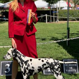 Dalmatians from Seafarer Dalmatians