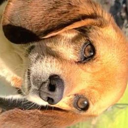 Suzi - Beagle