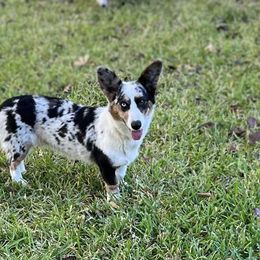 American Corgis and Pembroke Welsh Corgis from Olive Branch Corgis