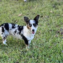 American Corgis and Pembroke Welsh Corgis from Olive Branch Corgis