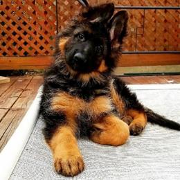 German Shepherds from Amy Ryan's German Shepherds