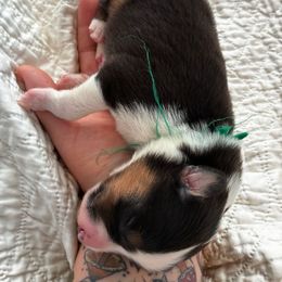 Girl 2 - Black white and tan female Old Time Scotch Collie puppy in Alexander, North Carolina from The Fiddlesticks Farm