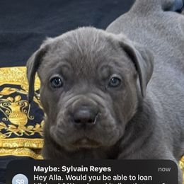 Cane Corso and Poodle Puppies from Viceroy Corsos