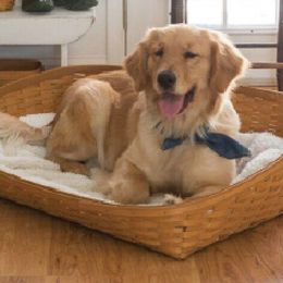 Golden Retriever and Labrador Retriever All Grown Up from Mulberry Retrievers
