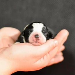 Border Collie Puppies from Gulan Farm Border Collies