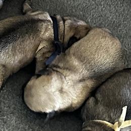 Male - Fawn male Pug puppy in Baylis, Illinois from Cameo's Pugs
