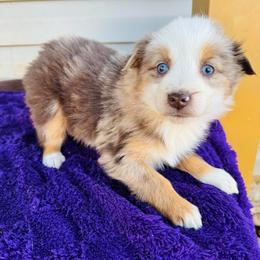 Ruby - Red merle female Australian Shepherd puppy in Charlotte, North Carolina from Awesome Aussies
