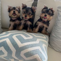 Biewer Terrier and Yorkshire Terrier Puppies from Niczarbiewers