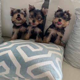 Biewer Terrier and Yorkshire Terrier Puppies from Niczarbiewers