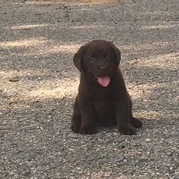 Labrador Retriever Puppies from Dunn’s Marsh Labradors