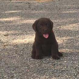 Labrador Retriever Puppies from Dunn’s Marsh Labradors