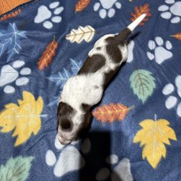 Boy 1 - Piebald male Dachshund puppy in Lexington, Tennessee from Nichols' Miniature Dachshund