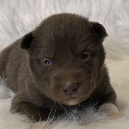 Boy 5 - Brown and white Siberian Husky puppy in Jonesborough, Tennessee from Dry Creek Siberians