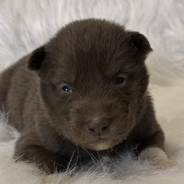 Boy 5 - Brown and white Siberian Husky puppy in Jonesborough, Tennessee from Dry Creek Siberians