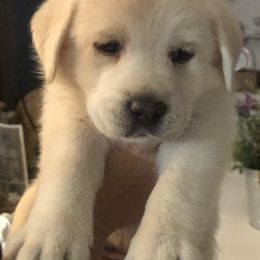 "Pearl at 6 weeks " Labrador Retriever Puppies from Nosterfields Labradors