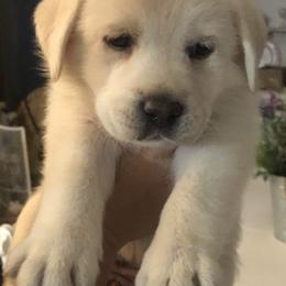 "Pearl at 6 weeks " Labrador Retriever Puppies from Nosterfields Labradors
